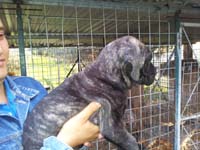 cucciolata cane corso